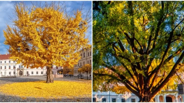 Podršku daruvarskom ginku Adamu dao je osječki: 'Ako držite njegov listić u novčaniku, privući će novac'