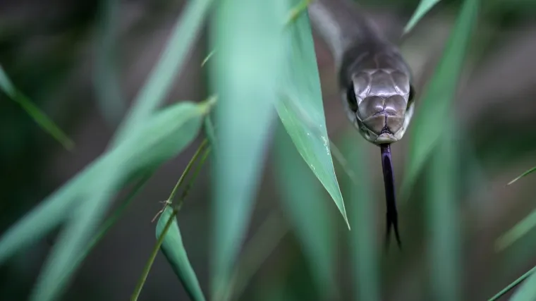 Gasili požar na Braču pa naletjeli na najotrovniju europsku zmiju: 'Prekinuli smo je u marendi...'