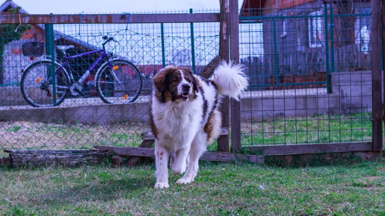 Zračnom pu&scaron;kom pucao u susjedova psa koji je potom uginuo: Prijeti mu zatvorska kazna