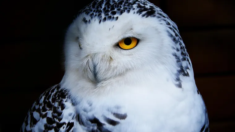 Jedna od najljep&scaron;ih sova možda je upravo snježna sova