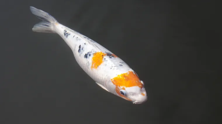 U koje vrste riba spada maloljuskavi &scaron;aran?