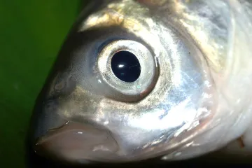 U koje vrste riba spada dvoprugasta uklija