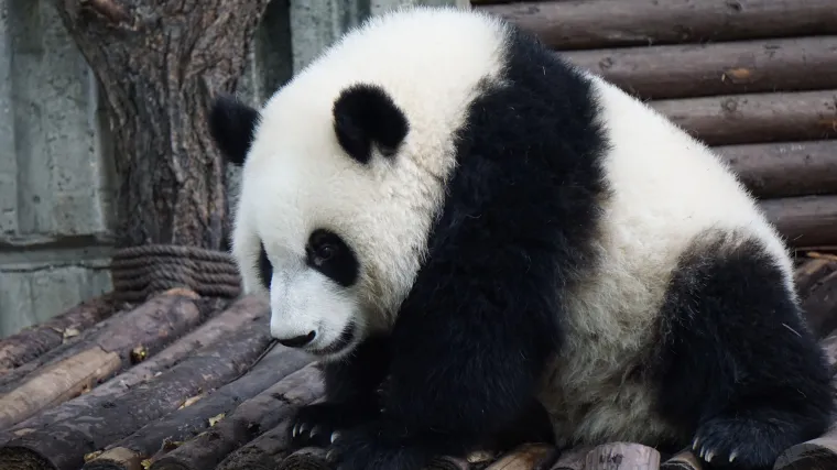 Velika panda