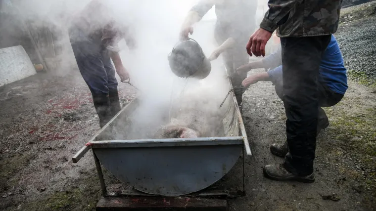 Kolinje neće biti kao nekad: Od 1. travnja obavezno je prijaviti klanje svinja za osobne potrebe