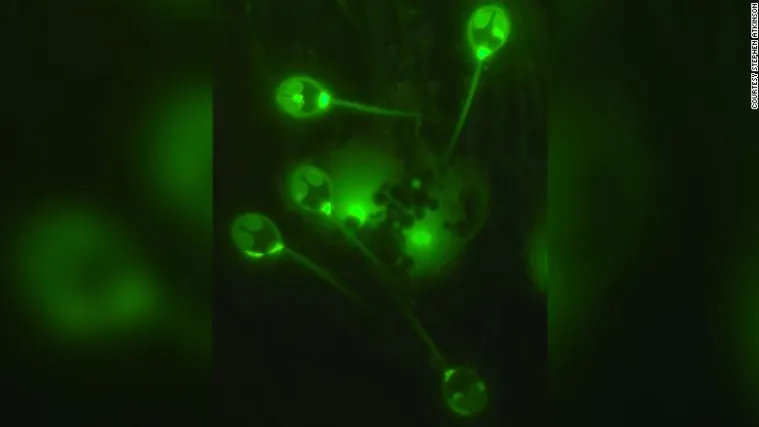 Ovo mijenja sve: Otkrivena prva životinja kojoj ne treba kisik za preživljavanje!