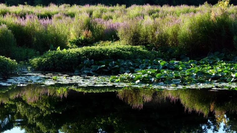 Koliko poznajete potočne biljke?