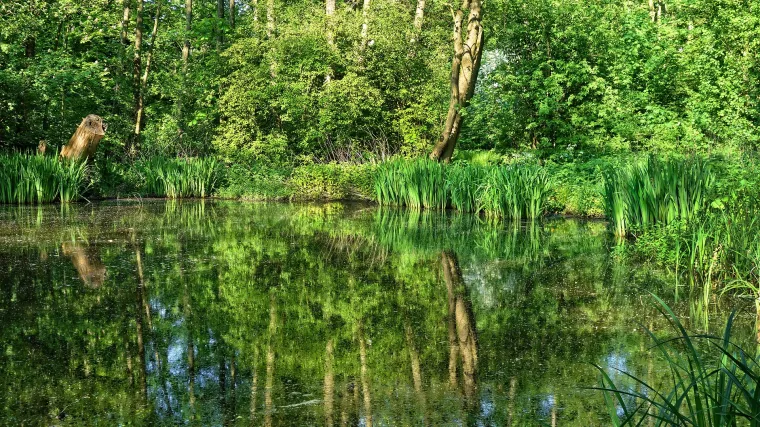 Koliko poznajete biljku močvarni ljiljan?