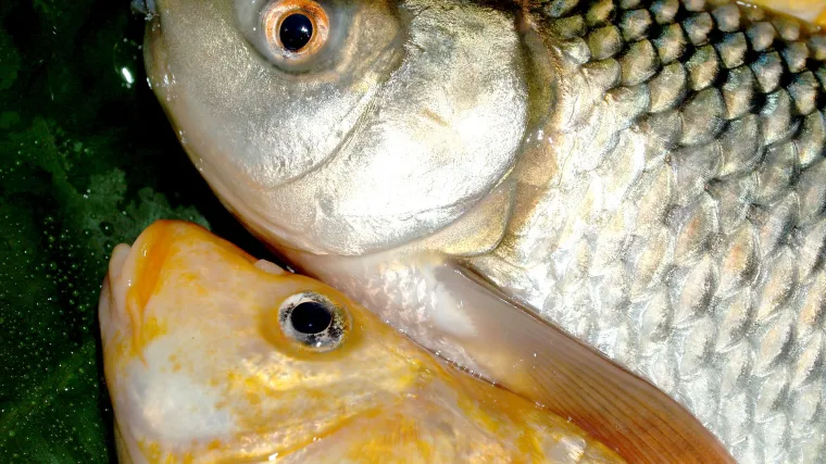 Bolen riba koju ribiči vole