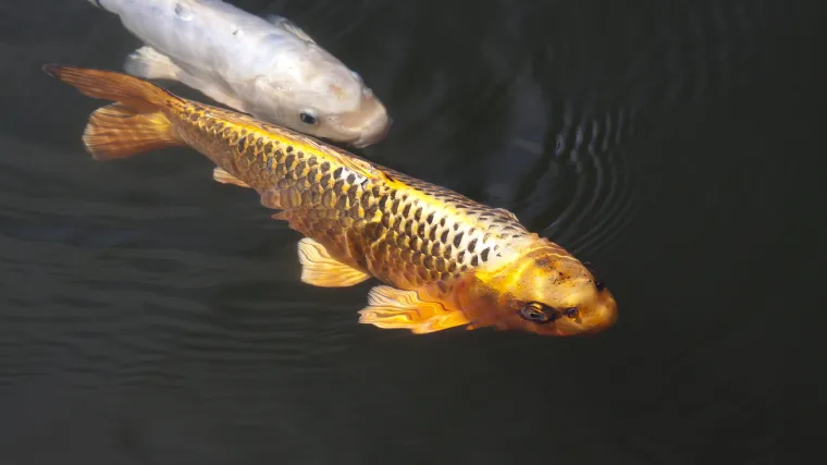 Krap riba poznata kao oblik divljeg &scaron;arana