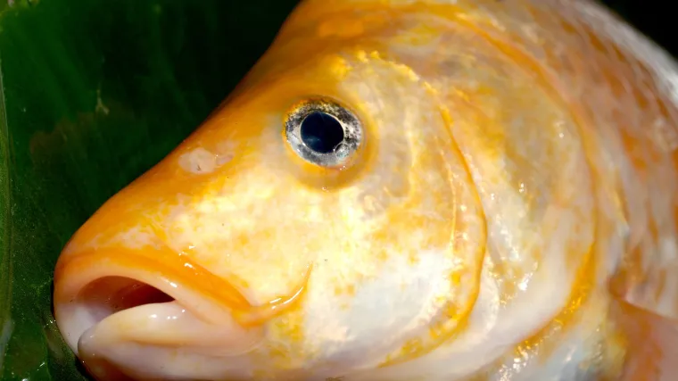 Crvenperka riba koja je relativno jednostavna za ribolov