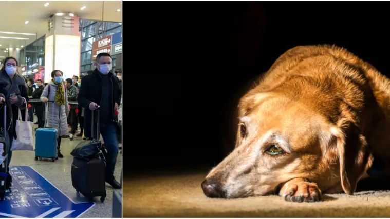 Životinje ostaju same zbog koronavirusa: 'Vlasnici su u karanteni, hrane imamo sve manje'