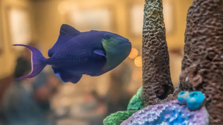 Koje su najbolje biljke za mali akvarij?