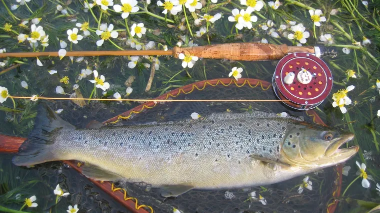 Lipljan riba  koja polagano nestaje