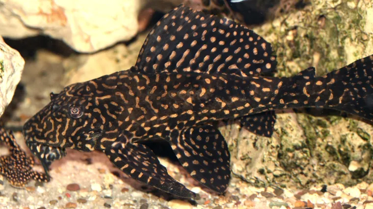 Pleco riba  - Vrlo cijenjena riba u akvaristici