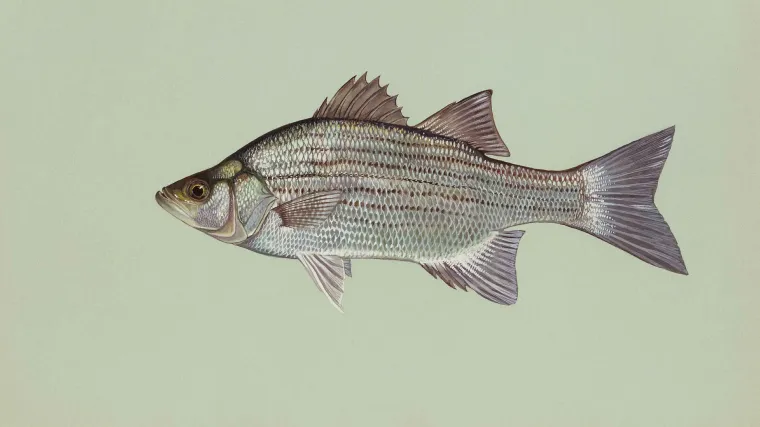 Razlika između brancina i orade