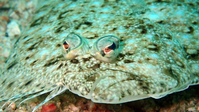 Koliko vam je poznata vrsta riba zvana halibut riba?