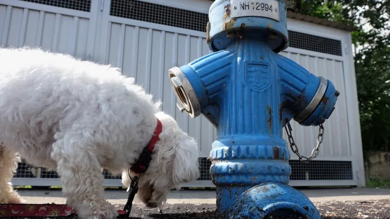 'Pogleč, gospon Korona u Kupinečkom. Uvijek uređen prigodno'