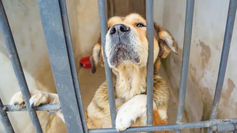 Prvi slučaj prijenosa zaraze s ljudi na životinje? Pas s koronavirusom zavr&scaron;io u karanteni