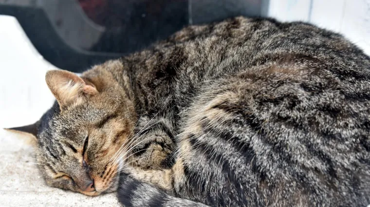 Najbolja vijest danas: Maca se nakon 11 godina lutanja vratila vlasnici