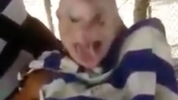 Pogledajte to lice, podsjeća vas na nekoga? Uzrok prilično zabrinjava