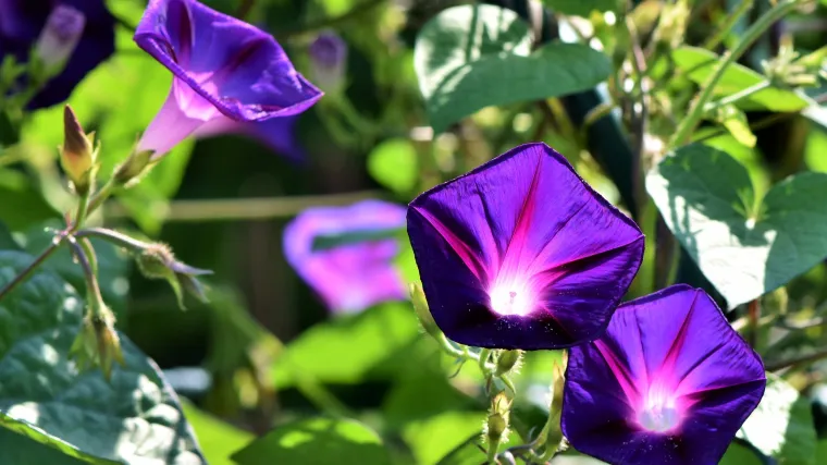 Kako se uzgaja ljubičasta puzavica?