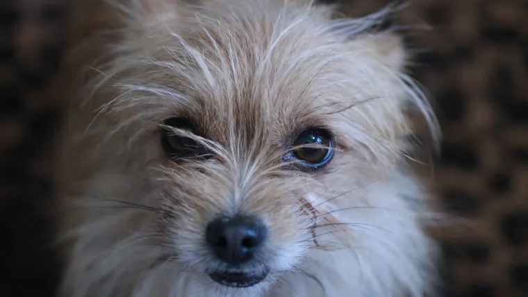 Kern terijer idealan je kućni ljubimac