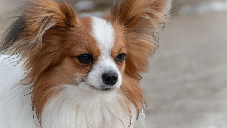 Patuljasti kontinentalni &scaron;panijel idealan je kućni ljubimac