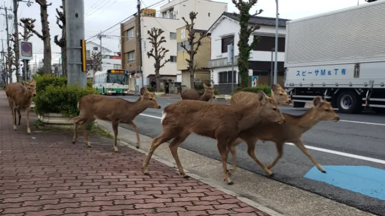 Dok su ljudi u karanteni, priroda se regenerira