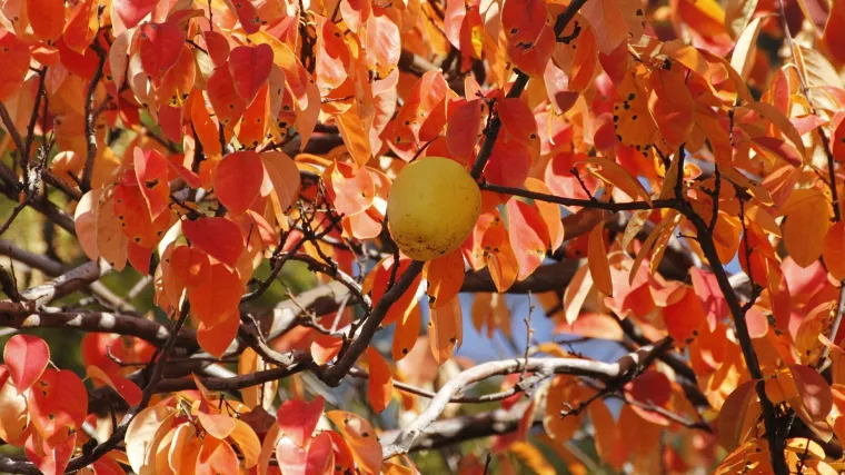 Kineska dunja kao vrlo primamljiva voćka
