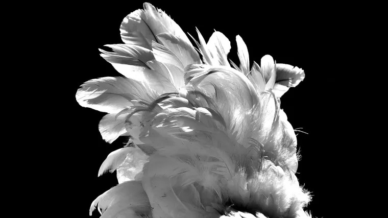 Japanska koko&scaron; kao kućni ljubimac