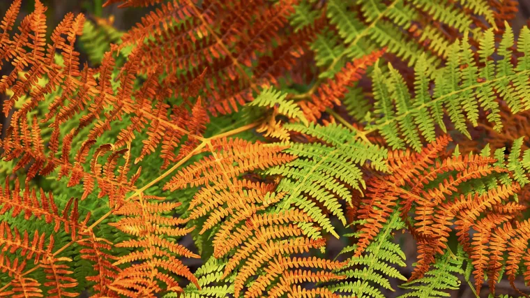 Znate li za &scaron;to se koristi japanska paprat?