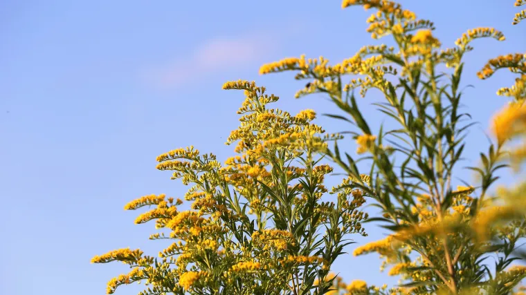 Zlatnica biljka - Znate li za &scaron;to je dobra zlatnica biljka?