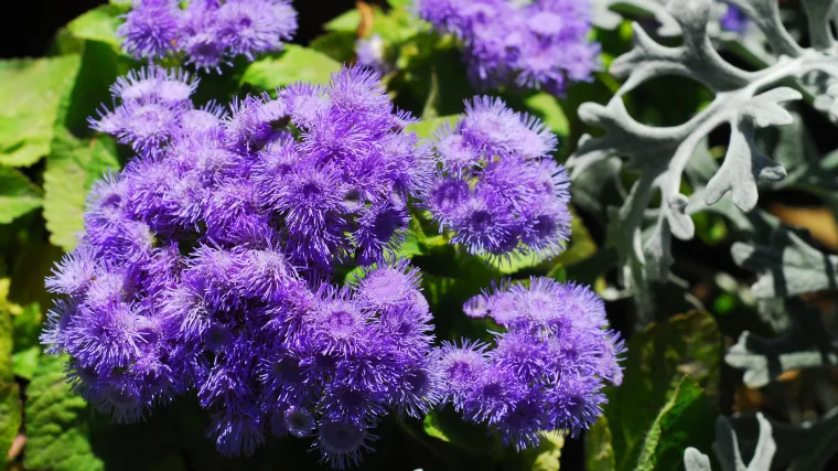 Znate li za &scaron;to se koristi kunica biljka?