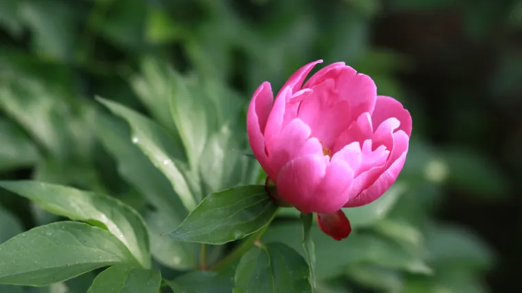 Plemeniti božur biljka opojne ljepote