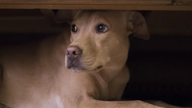 'Dan prije napravio je nešto što radi samo na Novu godinu'