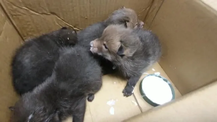 VIDEO Ovo će vam razgaliti srce! Četiri malene lisice spa&scaron;ene u zadnji čas od pothlađivanja