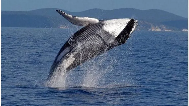 Koje toplokrvne ribe poznajete?