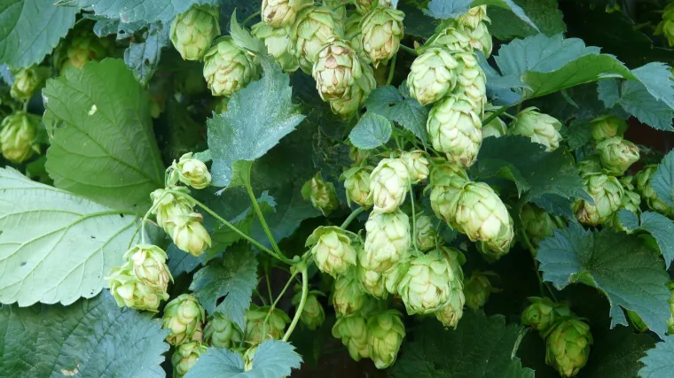 Ukrasni hmelj - Hmelj koji daje poseban izgled vrtu