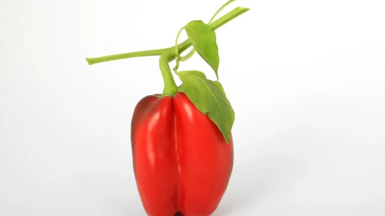 Kalifornijski trips maleni &scaron;tetnik koji izaziva velike &scaron;tete