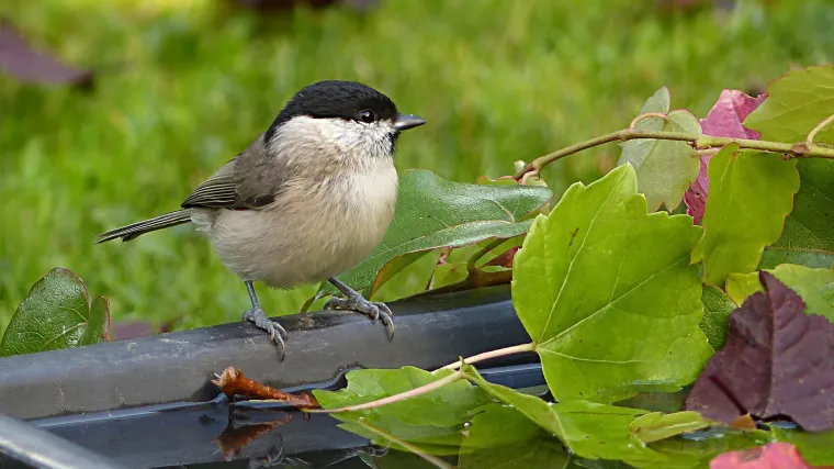Znate li koji su homeotermni organizmi?