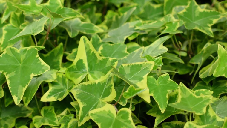 Koliko poznajete ukrasni br&scaron;ljan?