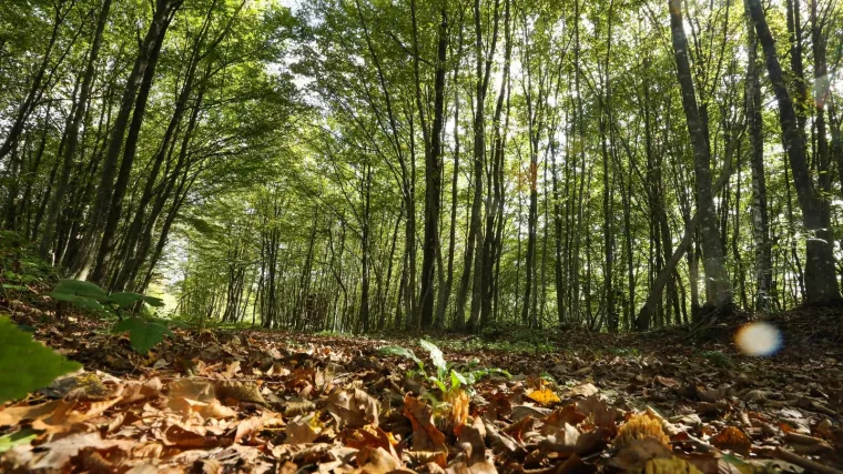 Znate li kako izgleda hranidbeni lanac?