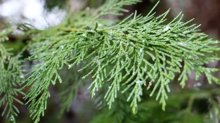 Tuja u tegli najljep&scaron;e zimzeleno ukrasno grmlje za vrt