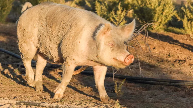 Kako se provodi hranidba svinja