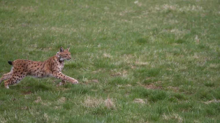 Znate li kako izgleda hranidbeni lanac u &scaron;umi?