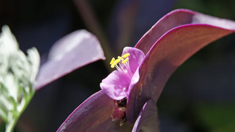 &Scaron;to je to prugasta tradeskancija?