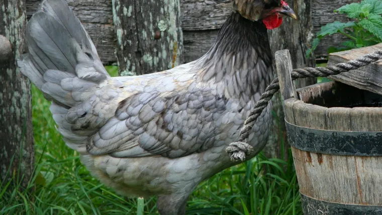 Poljska koko&scaron; vrlo atraktivna i rijetka pasmina