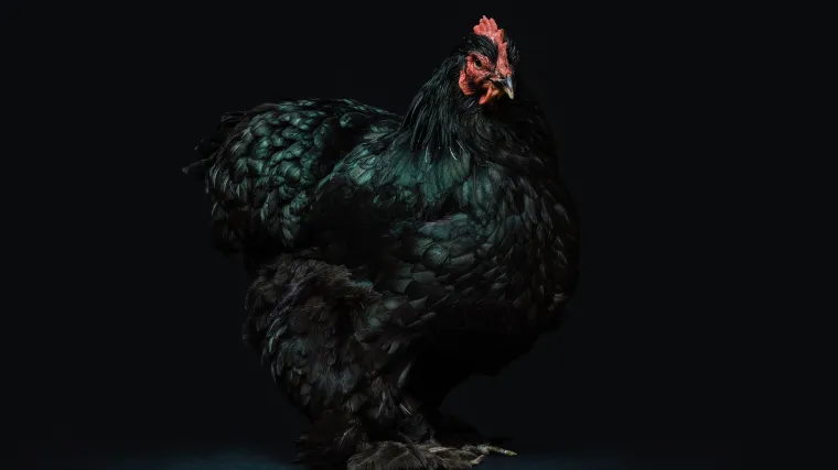 Mađarska koko&scaron; novija pasmina koko&scaron;i