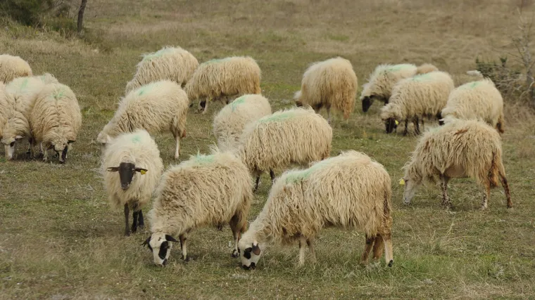 Kako se provodi hranidba ovaca?