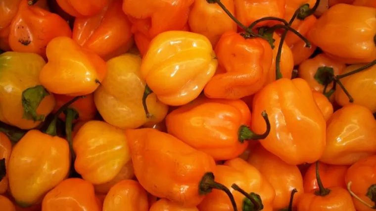 Habanero paprika - uzgoj